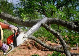 Best Tree Disease Treatment  in Byron, IL